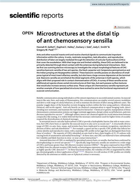 Microstructures at the distal tip of ant chemosensory sensilla.
